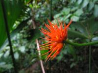 Costa_Caribe